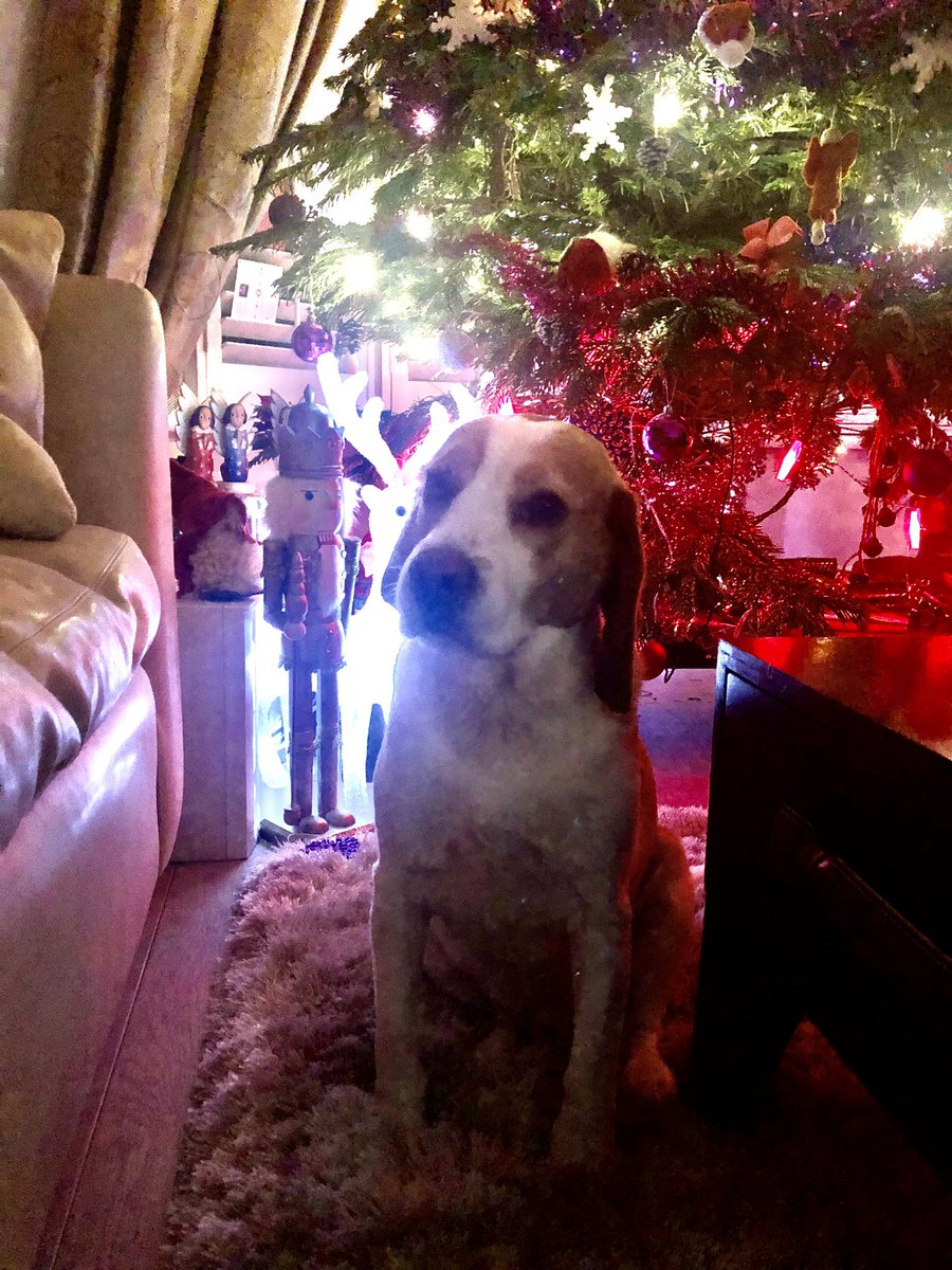 Xmas is near🐶🎄🎉