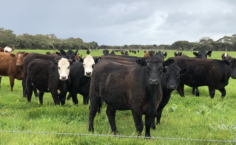 Ag is in a positive cycle, a big part of Australia has had good rains &amp; the season in the north is looking promising. Commodity prices are at a good sustainable level or there’s reason to expect production levels will abate the lower prices.

Read more: thomaselderconsulting.com.au/news/innovatio…