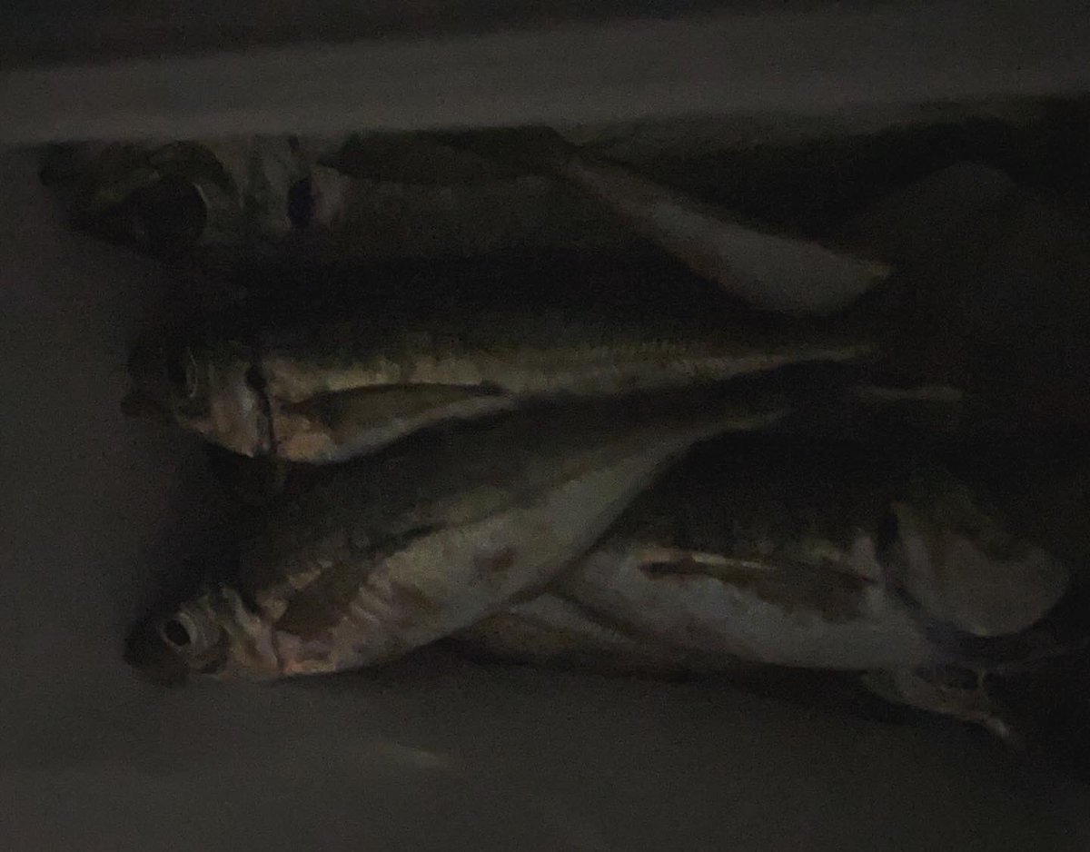 wocadaaa's tweet photo. 現地でたまたま仲間と合流。
釣り場も満員御礼だったのでエリアをずらして1投目から33cm。
続いて泣尺。
仲間も尺上😌
あとはランガンしてお土産釣り。
#釣り #ルアー #ライトゲーム #アジング #土肥富 #レンジクロス #reins #アジアダー #月下美人 #ルビアス #リブレ #wing72 #セルテート #wing92 https://t.co/enheQaCDmX