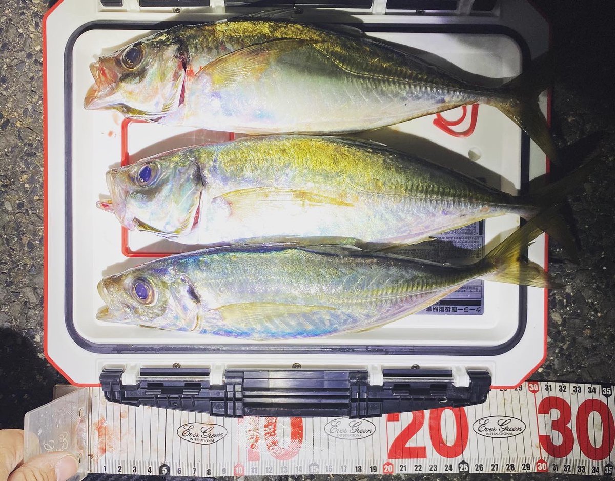 wocadaaa's tweet photo. 現地でたまたま仲間と合流。
釣り場も満員御礼だったのでエリアをずらして1投目から33cm。
続いて泣尺。
仲間も尺上😌
あとはランガンしてお土産釣り。
#釣り #ルアー #ライトゲーム #アジング #土肥富 #レンジクロス #reins #アジアダー #月下美人 #ルビアス #リブレ #wing72 #セルテート #wing92 https://t.co/enheQaCDmX