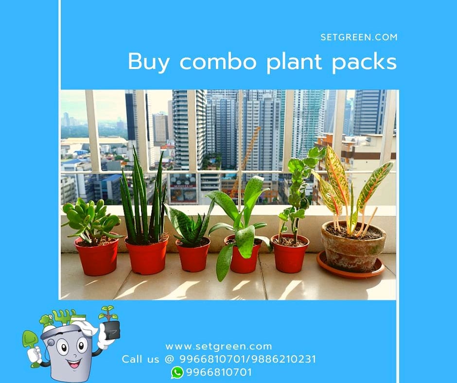 setgreen242's tweet photo. Buy best #comboplant packs online. Buy all kind of #Liveplants, #Planters, #Gardenessentials at #Setgreen. Get ur orders to doorstep in #Hyderabad & #Bangalore. Whatsapp/Call us@ 9966810701, 9886210231. Visit @ https://t.co/ph5hQwviLi, Download #app https://t.co/iCxJPYFg0w https://t.co/WxGMTjqIj6
