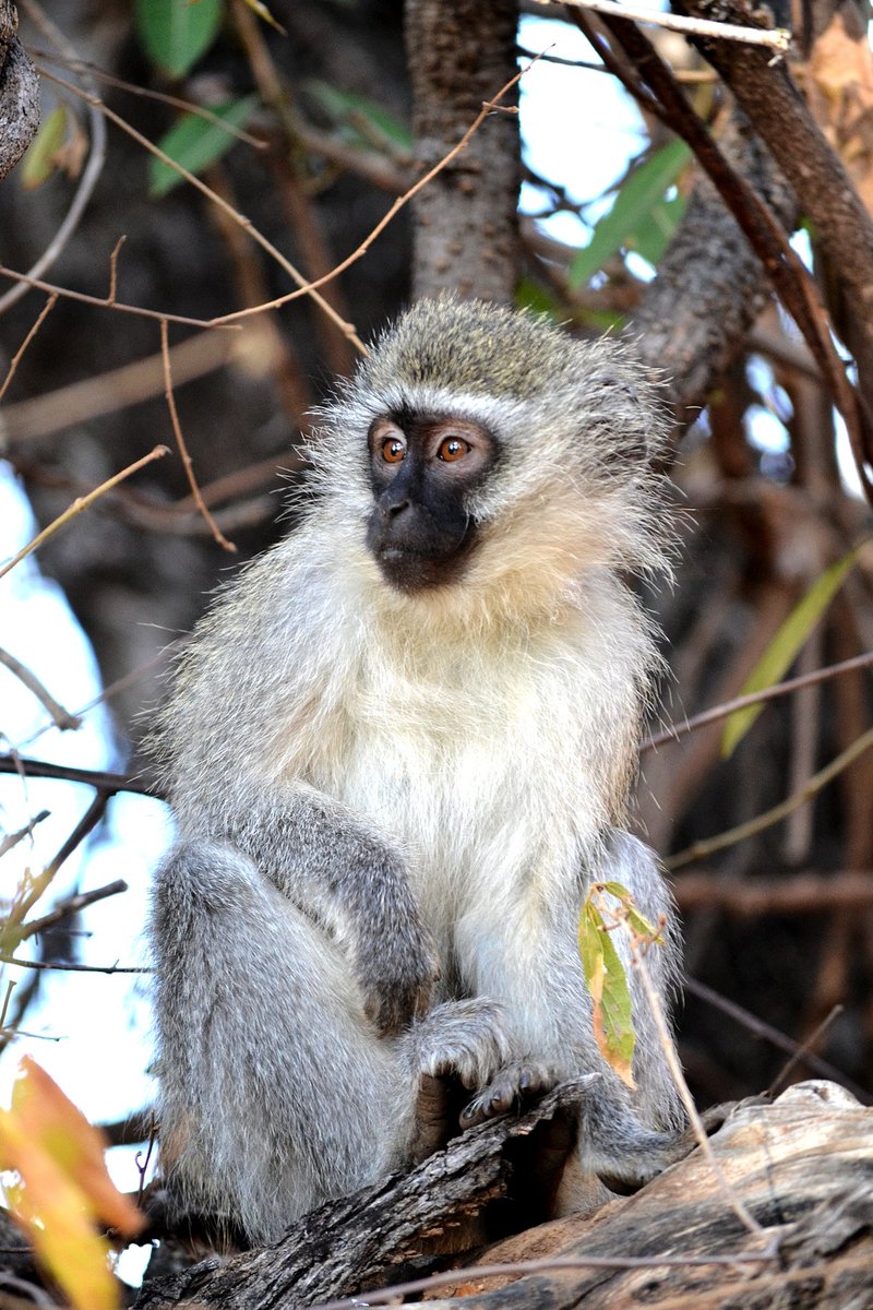 WORLD MONKEY DAY
South Africa is home to two monkey species of which the Vervet monkey (Chlorocebus pygerythrus) is found at the Mogalakwena River Reserve. Full post on Facebook: m.facebook.com/story.php?stor…
📷<a href="/GrietjieStander/">Grietjie Stander</a>