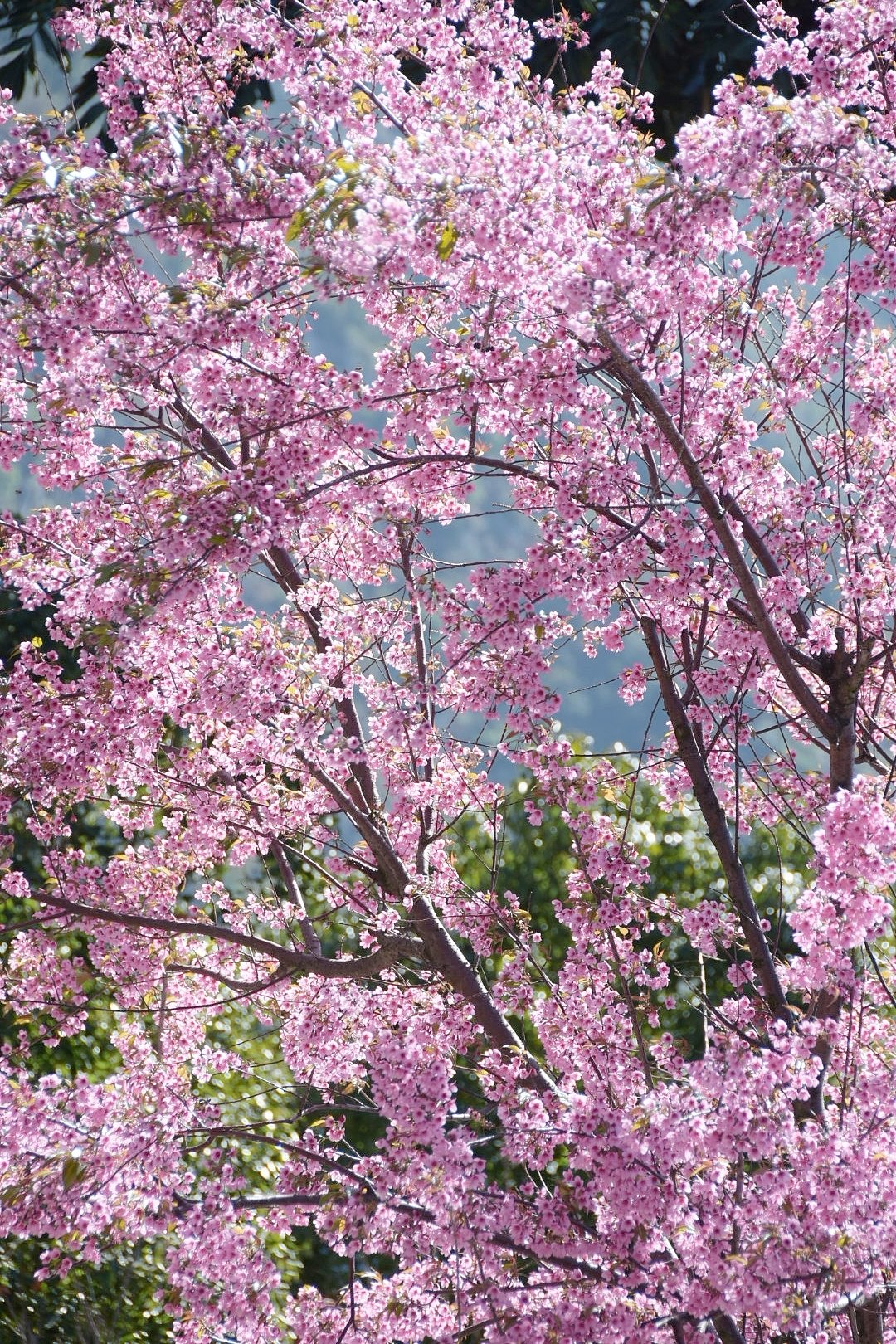 People S Daily China Rare Color Of The Season The Winter Cherry Blossoms Along The Street In Gejiu Sw China S Yunnan Bring Soothing Pinkish Color To Passersby T Co Veevehs2gu Twitter