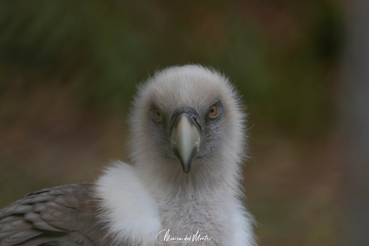 Portraits
#vulture #birds #bird #nature #birdsofinstagram #wildlife #naturephotography #birdphotography #photography #wildlifephotography #birdwatching  #birdlovers #naturelovers #birdstagram #birdlife #buitreleonado #griffonvulture #gypsfulvus #total_animals  #total_animalpics