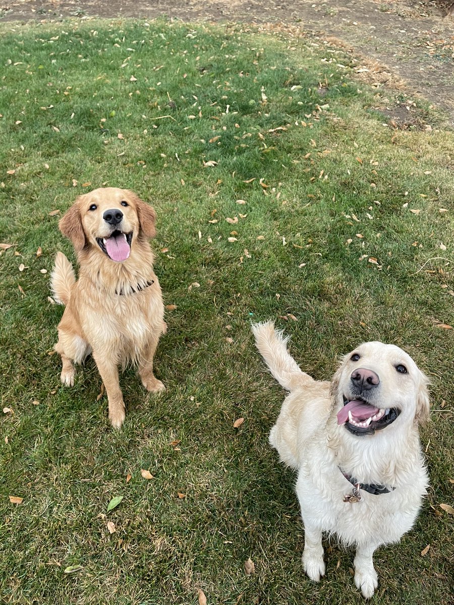 CassRaeC's tweet photo. In other news, Jax got a new girlfriend today 🖤 https://t.co/czSpgI80lk