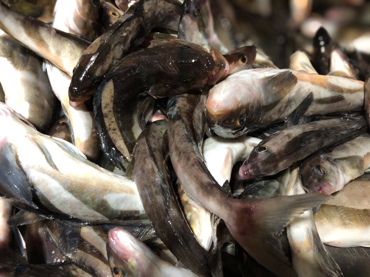 ホッケ釣り ホッケ釣り