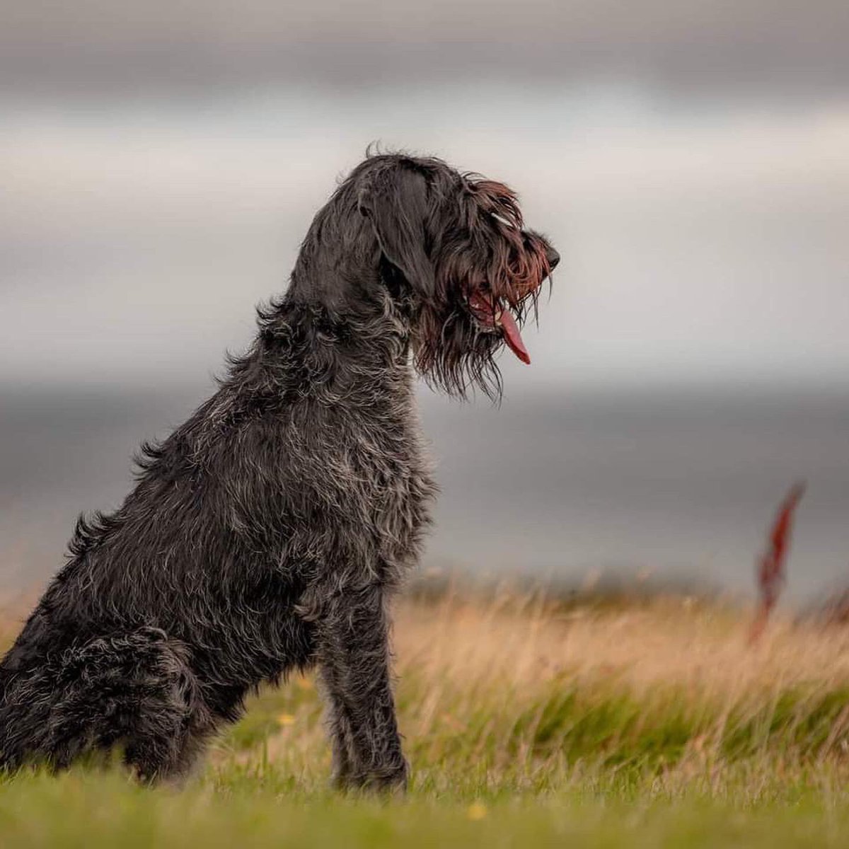 K9X16's tweet image. Archie &amp;amp; Raven 😍 Great to work with these beauts and their handler. Archie and Raven are kept physically and mentally stimulated which helps develop and manintain a strong bond. Ace to see 👏🏻
#germanpointer #pointerpuppy #shorthairedpointer #germanwirehairedpointer #dogtraining