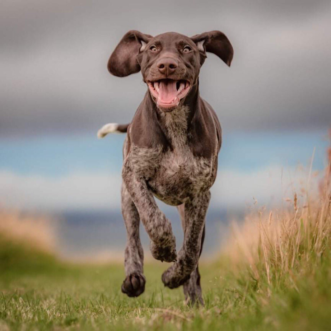 K9X16's tweet image. Archie &amp;amp; Raven 😍 Great to work with these beauts and their handler. Archie and Raven are kept physically and mentally stimulated which helps develop and manintain a strong bond. Ace to see 👏🏻
#germanpointer #pointerpuppy #shorthairedpointer #germanwirehairedpointer #dogtraining