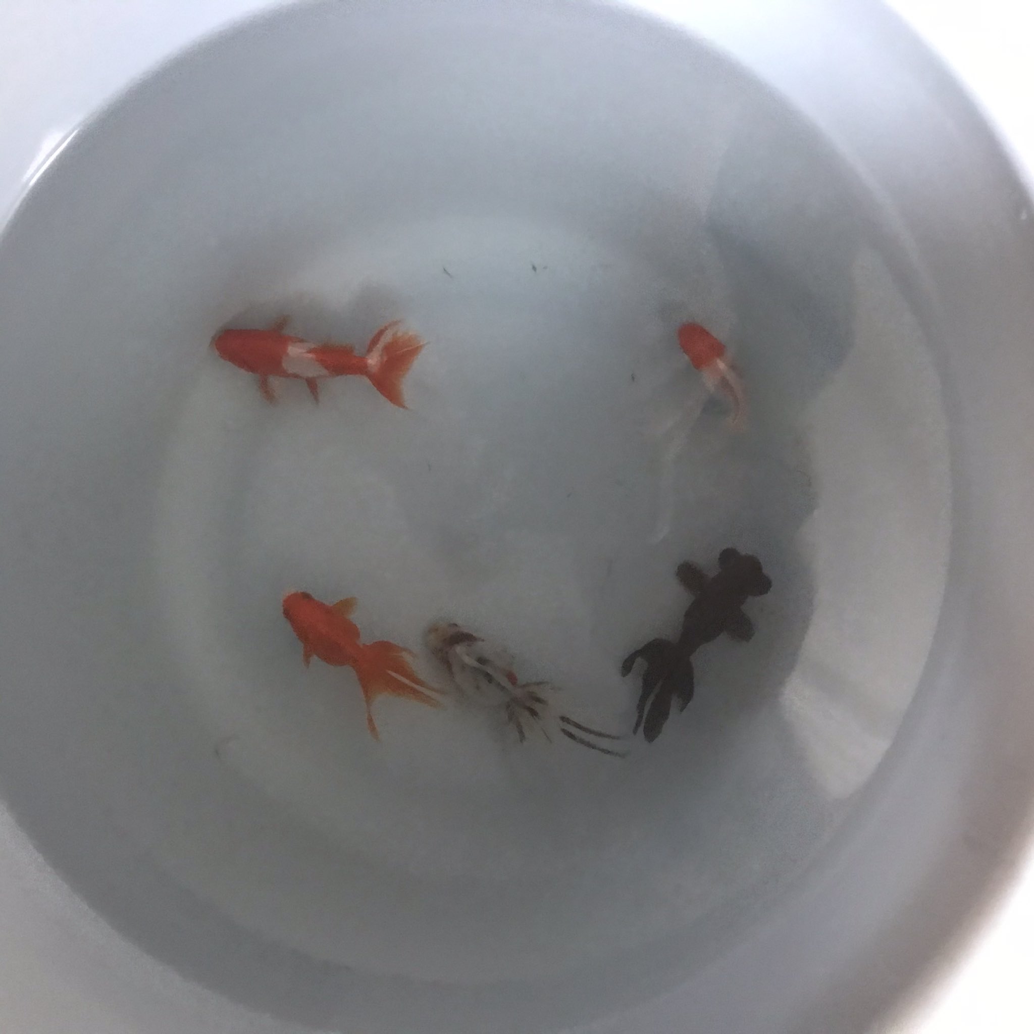 弥富の金魚拡散大作戦 Twitter Search Twitter