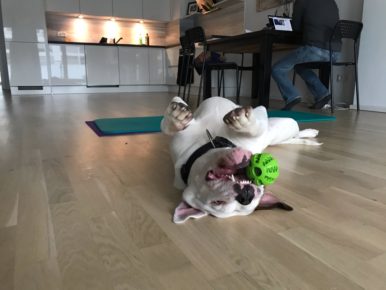 Corinⓐ Logan (she/her) on Twitter: "We have holiday dog! Maja is a 10.5 mo old English bulldog mix. She's sweet &amp; hilarious &amp; we're sharing the joy y'all here #