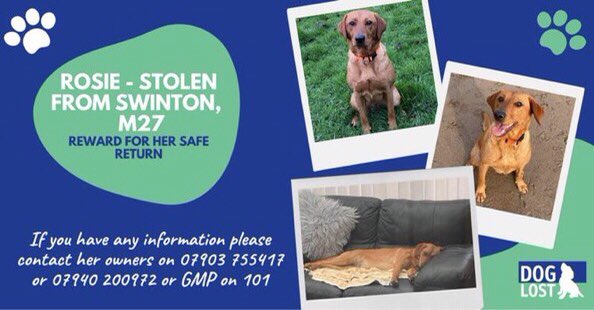 StolenRosieM27's tweet photo. #STOLEN #Labrador #Swinton #Manchester #NorthWest #GetRosieHomeForXmas

@LukeBaines can you help us? 

Please #RT! 

https://t.co/6Cocsb6b1O https://t.co/y57FxeMb3K