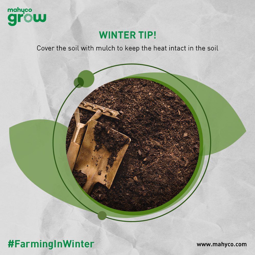 MahycoGrow's tweet photo. Growth of the plant ceases when the soil is not at the right temperature or is freezing. The mulch covering on the soil protects it from low temperature and mist, and insulates it.
Source - https://t.co/HlH0q2dswe
#Mahyco #Seeds #Farmers #FarmingInWinter https://t.co/l9QJdiCb6h