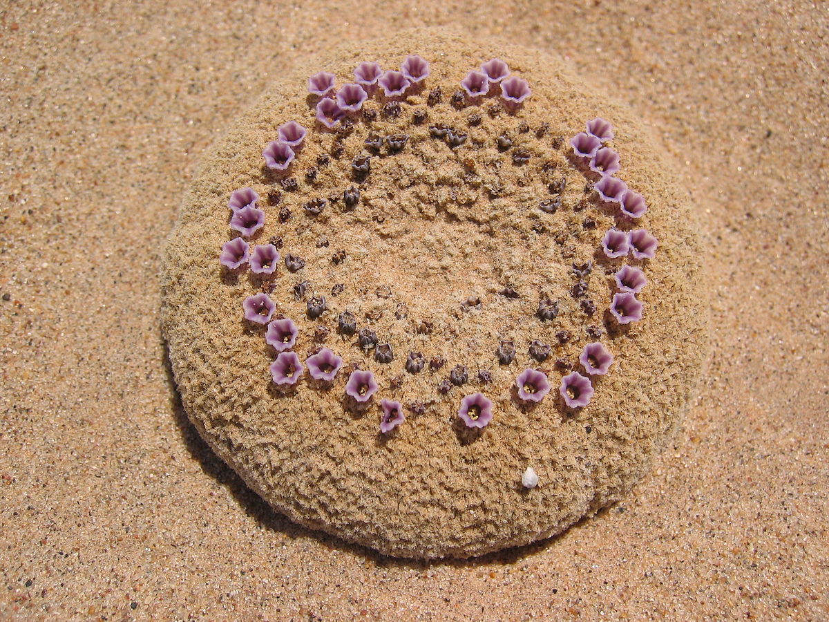 ApuntesCiencia's tweet photo. ¡#BuenosDías! La #flor de #arena (Pholisma sonorae) es endémica de los desiertos de #Sonora. Su tallo se extiende hasta dos metros bajo las dunas buscando plantas que parasitar • https://t.co/cS8sRK3PNf vía @Rainmaker1973 #FotoCiencia Camden Bruner (1ᵃ) y otros https://t.co/CrDe9QPK3m