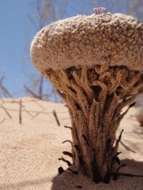 ApuntesCiencia's tweet photo. ¡#BuenosDías! La #flor de #arena (Pholisma sonorae) es endémica de los desiertos de #Sonora. Su tallo se extiende hasta dos metros bajo las dunas buscando plantas que parasitar • https://t.co/cS8sRK3PNf vía @Rainmaker1973 #FotoCiencia Camden Bruner (1ᵃ) y otros https://t.co/CrDe9QPK3m