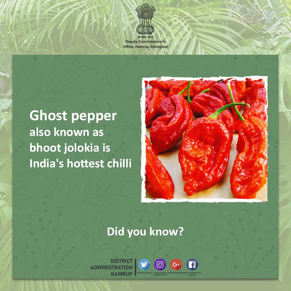 district_kamrup's tweet photo. Bhoot Jolokia is a bright gem in the North-East’s culinary crown. This chilli pepper has come a long way in terms of global recognition, making it one of the most popular food ingredients from the North-East
#BhootJolokia #NorthEastWonders #HottestChilli #GhostPepper https://t.co/k9tDzz2vI4