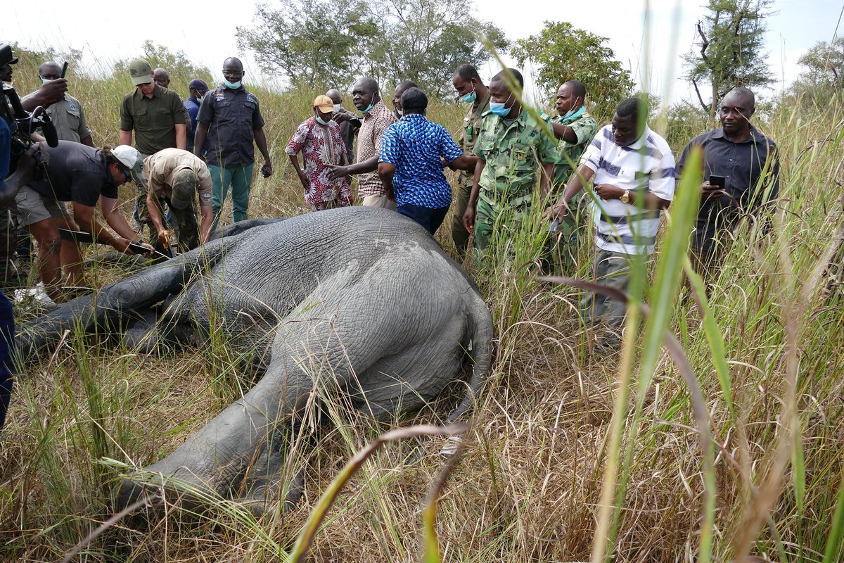 Pendjari National Park tweet media