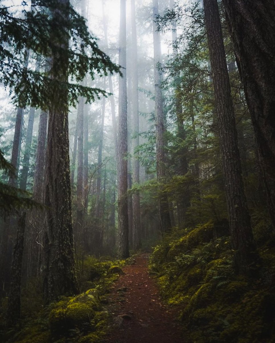 foxandpines's tweet photo. Magic in the forest 🌲 #PNW #moody https://t.co/Zhn93Jccjm