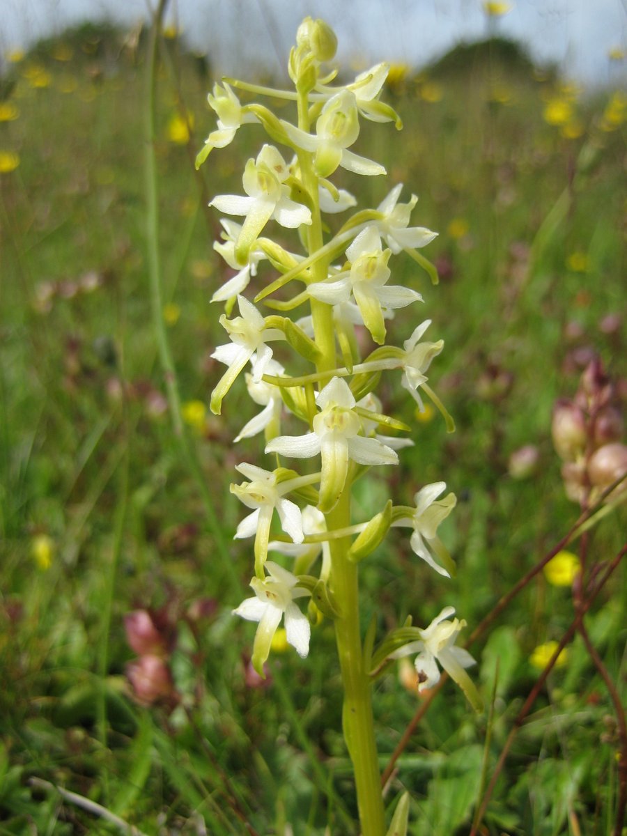 Plantlife (@love_plants) on Twitter photo ICYMI you can now listen back to <a href="/IanPlantlife/">Ian Dunn</a> on <a href="/BBCSussex/">BBC Sussex</a> talking about the value & vulnerability of wild flower #meadows, and explaining how we can all do our bit to enhance #biodiversity
2.42.50 onwards > bbc.co.uk/sounds/play/p0… <a href="/CarolineLucas/">Caroline Lucas</a> <a href="/DefraGovUK/">Defra UK</a> <a href="/HeritageFundUK/">The National Lottery Heritage Fund</a> ICYMI you can now listen back to <a href="/IanPlantlife/">Ian Dunn</a> on <a href="/BBCSussex/">BBC Sussex</a> talking about the value & vulnerability of wild flower #meadows, and explaining how we can all do our bit to enhance #biodiversity
2.42.50 onwards > bbc.co.uk/sounds/play/p0… <a href="/CarolineLucas/">Caroline Lucas</a> <a href="/DefraGovUK/">Defra UK</a> <a href="/HeritageFundUK/">The National Lottery Heritage Fund</a>