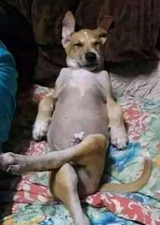 hamad_i1i's tweet photo. @mshambuliaji Mmmmmh unafikili ukitaka kuwa mbunge unakuwa? We vipi ungegombea na wananchi tungekupiga chini hapo ndo ungejua hujui kitu. Komaa huko huko ubunge hufai hata kidg maana ubunge unachaguliwa wala huamui wewe https://t.co/FnDQ5Q7gbj