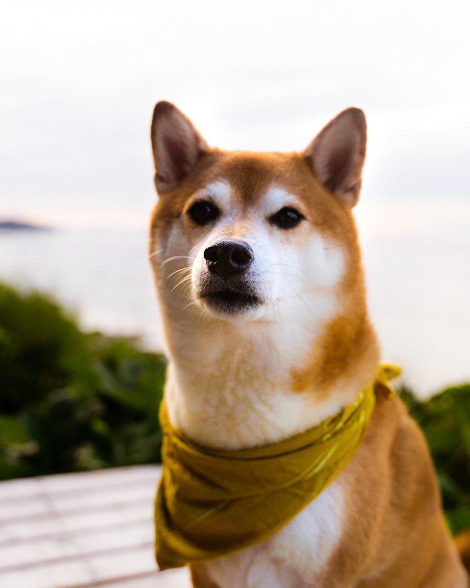 foxandpines's tweet photo. Say hello to our fox dog Kota #shiba #shibainu #dogsoftwitter #boop https://t.co/1QdbpEDu4Z