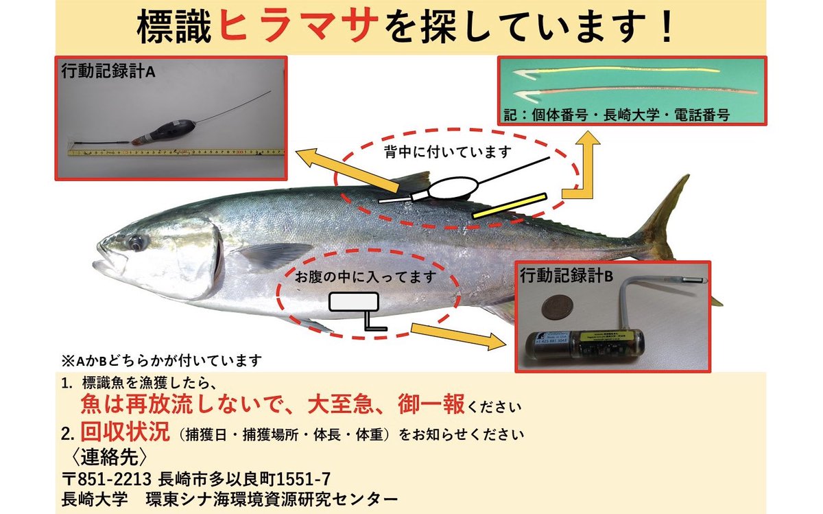 釣 ヒラマサの回遊調査 ご協力のお願い 春の調査では 周知にご協力頂きありがとうございます 新たにヒラマサ35個体を追加放流しました 放流場所 長崎県平戸市生月町 魚のサイズ 7 kg程 標識魚を見かけた際は再放流せず ご連絡下さい Dmまたは