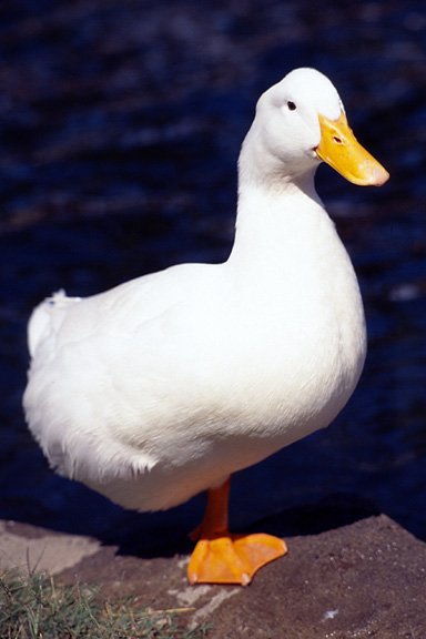 Joe Blastorah tweet media