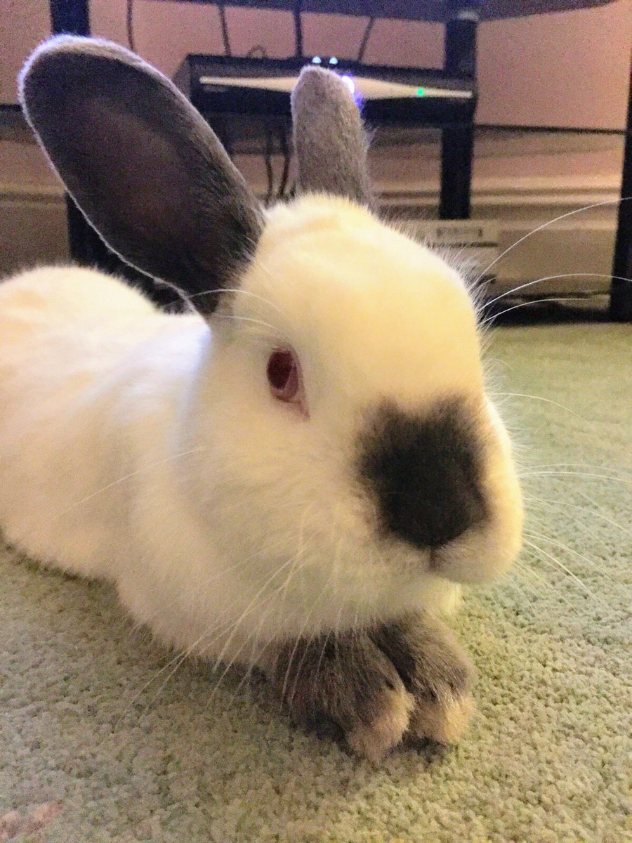 Littlebot89's tweet image. 6 years of mischief and 6 years of love and your own little way of helping me clean you out gone far too soon sleep well Tristan. 🌈🌄🐇