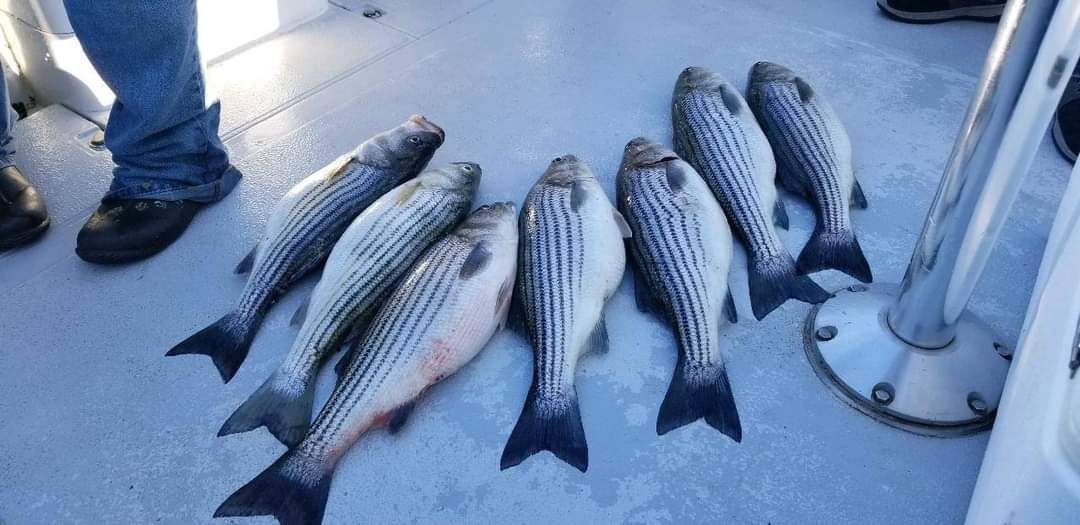 YorkRiverFishin's tweet photo. 🎣 Another awesome day on the #ChesapeakeBay! Had most of the Service Dept. from @WormleyCreek aboard today. What an amazing trip! 😎 #Virginia #StripedBass #fishing #Va #CurrentAddiction #rockfish #striper https://t.co/xtd4AxBCDV