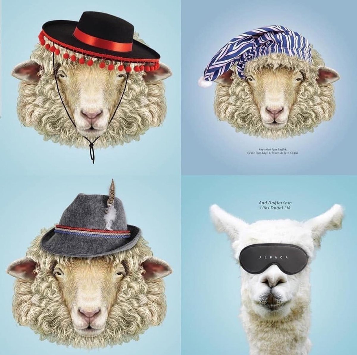 innovabedding's tweet image. LOOKING FOR MATTRESS WOOL ? SELECTION WILL BE DIFFICULT 

𝐰𝐰𝐰.𝐢𝐧𝐧𝐨𝐯𝐚𝐛𝐞𝐝𝐝𝐢𝐧𝐠.𝐜𝐨𝐦

#AlpacaWool  #CamelWool #OrganicWool #DutchWool #SpanishWool #MerinoWool #Turkishwool  #cashmereWool, #LambWool #NewZealandwool #Virginwool #horsehair #horsetail @ONDERHONI