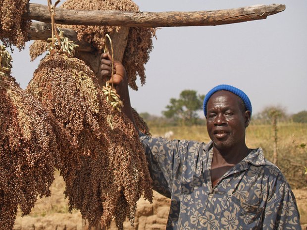 New study analyses the diversity of #climatic and non-climatic stressors facing smallholder #farmers in #Koutiala, in #Mali, and assessed household vulnerability to these stressors➡️doi.org/10.1080/175655… @ICRISAT | @AlcadeCS | @ASSARadapt | @Totin001 | @IESS_UG | @ZRBellarmin