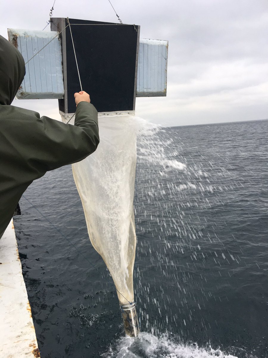 MicroplasticT tweet picture