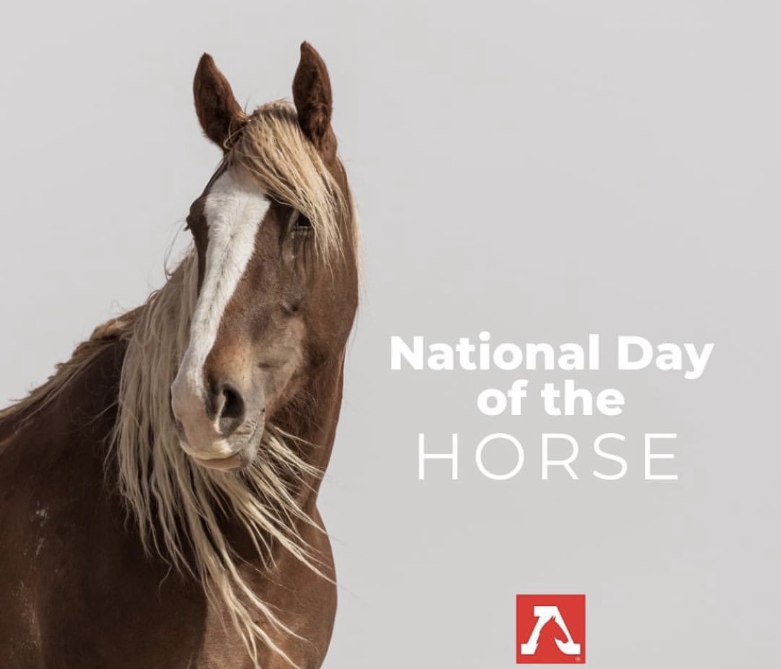 Yesterday was National Day of the Horse, but shouldn’t that be every day?! 🤷‍♀️ We celebrate the majesty, & power of #wildhorses everyday! Fun fact, this day was designated as a day of remembrance & reverence for horses on Nov. 18, 2004. #nationaldayofthehorse

📸 Kimerlee Curyl