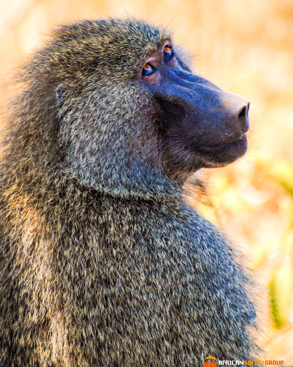 African Safari Group tweet media