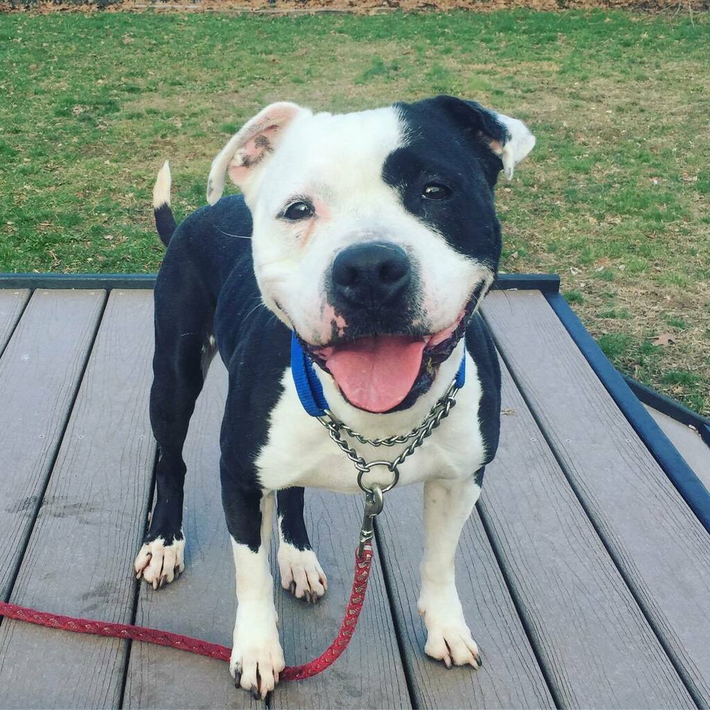 fotnhas's tweet photo. Cutest photo ever of the cutest dog ever?? 😍 Adoptable Stella is a sweet and playful dog - she especially loves plushy toys! #Stells is eight years old and on the small side of medium. She will do best as an only pet. #adoptme #stellathedog #newhaven… https://t.co/wkiCdjLXSF https://t.co/kZYsxVUBEc