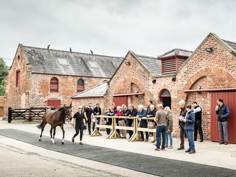 GoffsUK's tweet photo. 📢 3⃣7⃣ entries confirmed for Thursday's December P2P Sale @YortonFarm
19 new entries including Irish & UK pointers Here Comes The Man🔸Queens River🔸Setme Straightmate🔸He's A Knowall🔸Ingeborg Zilling🔸The Wise Traveller etc.
View the catalogue 👉 https://t.co/FZCXGoD8yk https://t.co/9p9qwIGHir