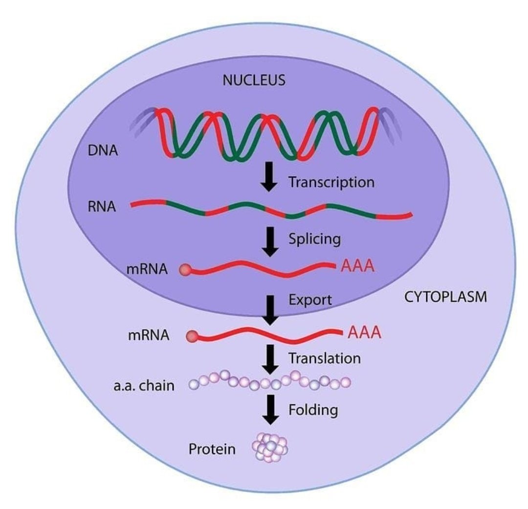 Gene expression overview.
الخطوة الاولى
Transcription
يقصد به نسخ ال DNA الاساسي الى ما يسمى  بالmessenger RNA(mRNA).

لصغر حجم ال (mRNA) يستطيع الخروج من نواه الخليه.
الخطوة الثانيه هي translation
tRNA يقوم بترجمه ال رساله ال mRNA ويحولها لبروتين.

راح نسوي ثريد خاص بعالموضوع