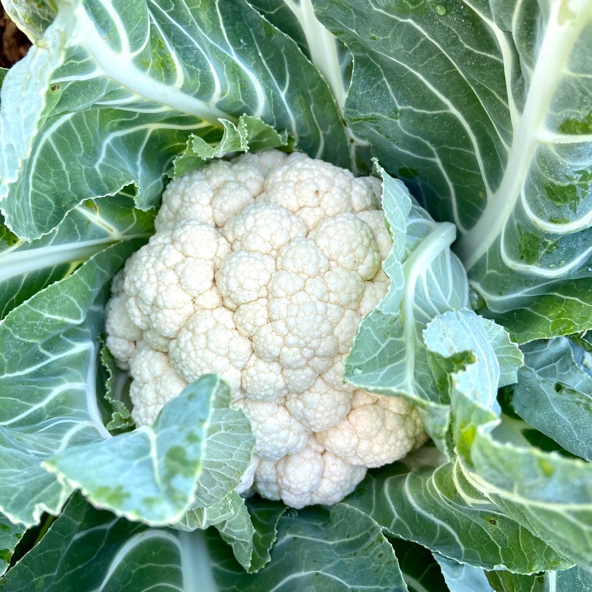 Fact of the Day! Cauliflower was first introduced into this country by missionaries returning from overseas in the 13th Century from the Middle East. Originally known as ‘Coleflower’ meaning cabbage flower, this was a white sprouting broccoli type.
