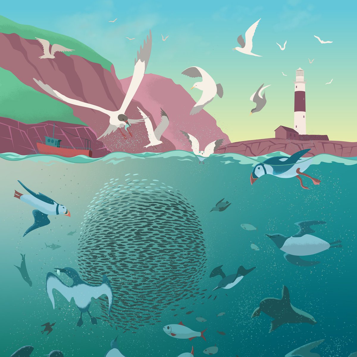 Irish Herring stocks have collapsed. Scientists warn that no fishing should take place in 3 out of 5 in 2021. This includes two of Ireland’s most important herring fisheries, in the Celtic Sea & NW of Ireland  https://birdwatchireland.ie/the-herring-are-not-in-the-tides-as-they-were-of-old/