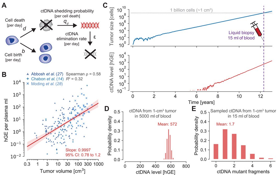 Soria Liquid Biopsies With Ctdna Can Detect Smaller Tumors Or Relapses Before They Are Visible On Standard Imaging In This Paper A Mathematical Model Shows That Ctdna Can Detect A Soria Liquid Biopsies With Ctdna Can Detect Smaller Tumors Or Relapses Before They Are Visible On Standard Imaging In This Paper A Mathematical Model Shows That Ctdna Can Detect A