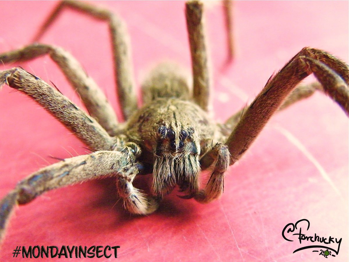DrBananaGarcia's tweet photo. Monday again time for another #MondayInsect (again not insect)

Do you like spiders?

Only answers with GIFs allowed!

Have a wonderful week my friends, today, we enter on a "full" lockdown in the NL

#mondayinsects #Arthropods #boo #arachnids #aranas ñ https://t.co/MADayskNzr