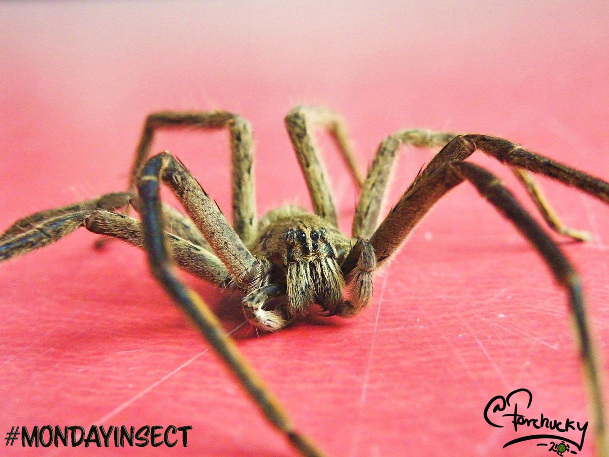 DrBananaGarcia's tweet photo. Monday again time for another #MondayInsect (again not insect)

Do you like spiders?

Only answers with GIFs allowed!

Have a wonderful week my friends, today, we enter on a "full" lockdown in the NL

#mondayinsects #Arthropods #boo #arachnids #aranas ñ https://t.co/MADayskNzr