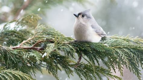 kellyripacool23's tweet photo. This week is Christmas Bird Count Week: 14-1/5  December and January https://t.co/4rkMc6QWIL