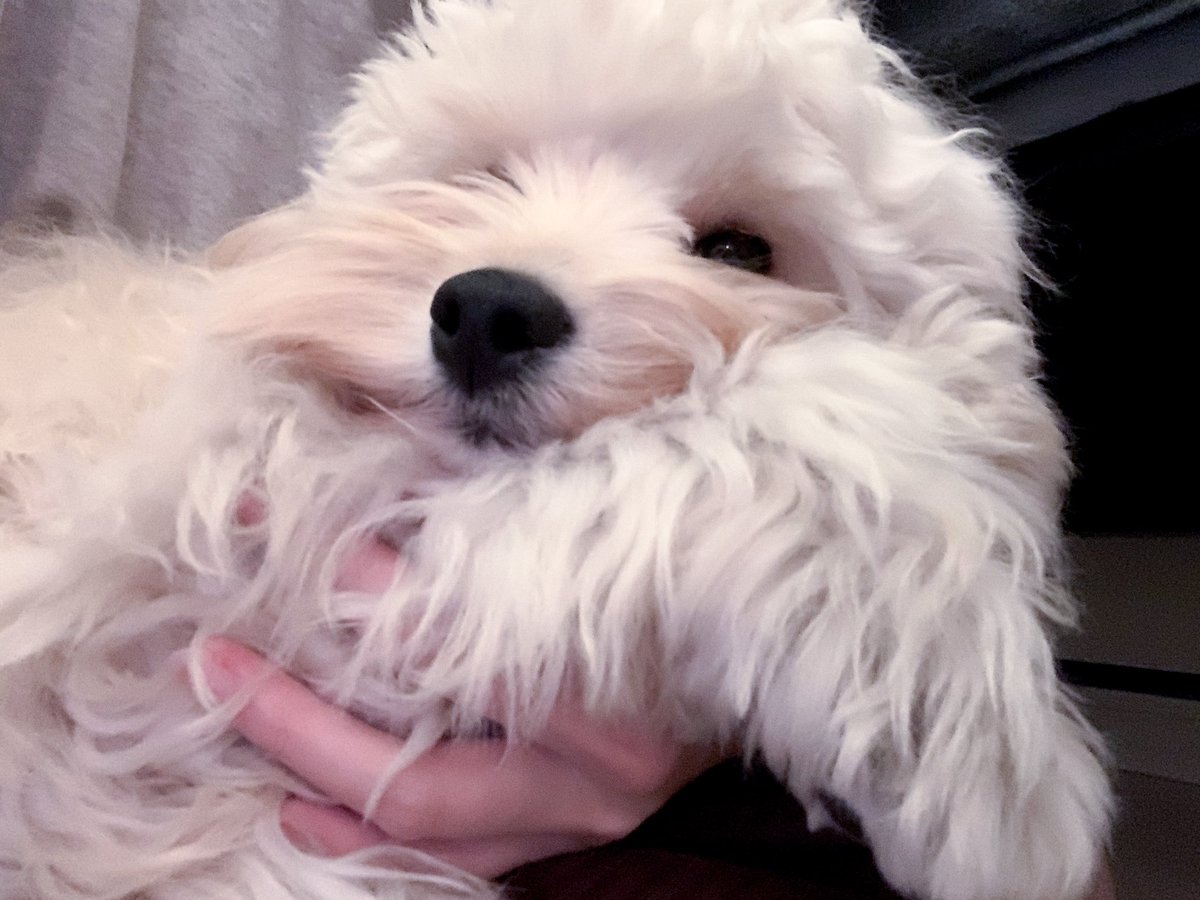 Inu Beer 散歩中 ゆっくり歩いてた犬がふと止まったらピンっとリードが外れた 0 001秒後に捕獲し再度リード で繋ぎ抱っこして帰宅 まじでショック 己にガチギレ 家でボール遊びして詫びて 最強のナスカンのリードと二重フックとダブルリードのやり方を