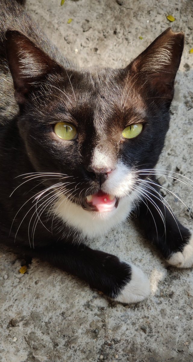 amisheth5's tweet photo. 🐈🐾 https://t.co/1ZbYmckkCk