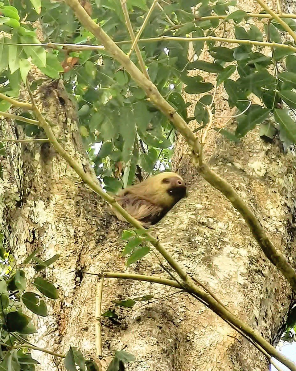 SlothCon's tweet image. Thank you to these awesome people who adopted our beautiful Sharon recently and helped protect #sloths in the wild by doing so! Here she is snoozing in a tree 🥰 Thanks for joining #teamsloth
- Natalie H.
- Susan S.
- Jennifer T. 
- Sabrina F.
- Kimberley A.