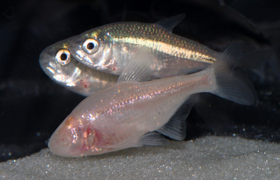 The reason we chose the cavefish was b/c it comes in two flavours: a regular looking surface-morph, and a cave-morph that is missing both eyes and pigmentation. Cave-morphs display extensive behavioural adaptations linked to the hypothalamus.