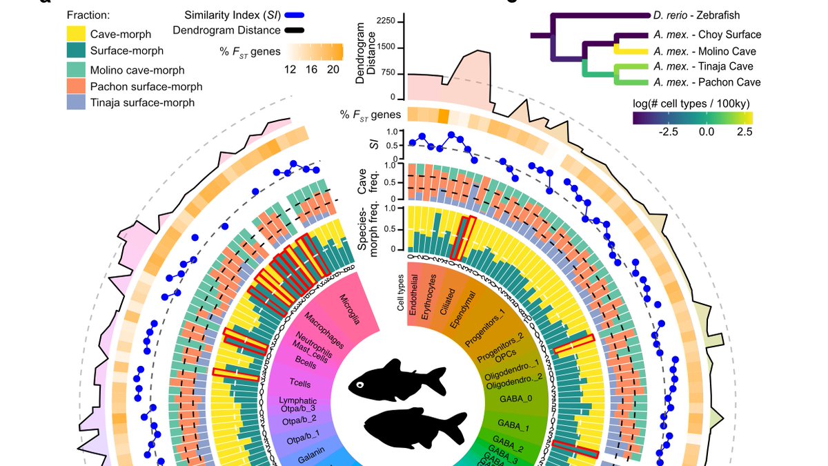 In addition to our cross-species comparison, we also generated an atlas of the cellular, transcriptomic, and genomic differences between surface- and cave-morphs, and found accelerated cell-type evolution associated with cave-adaptation!