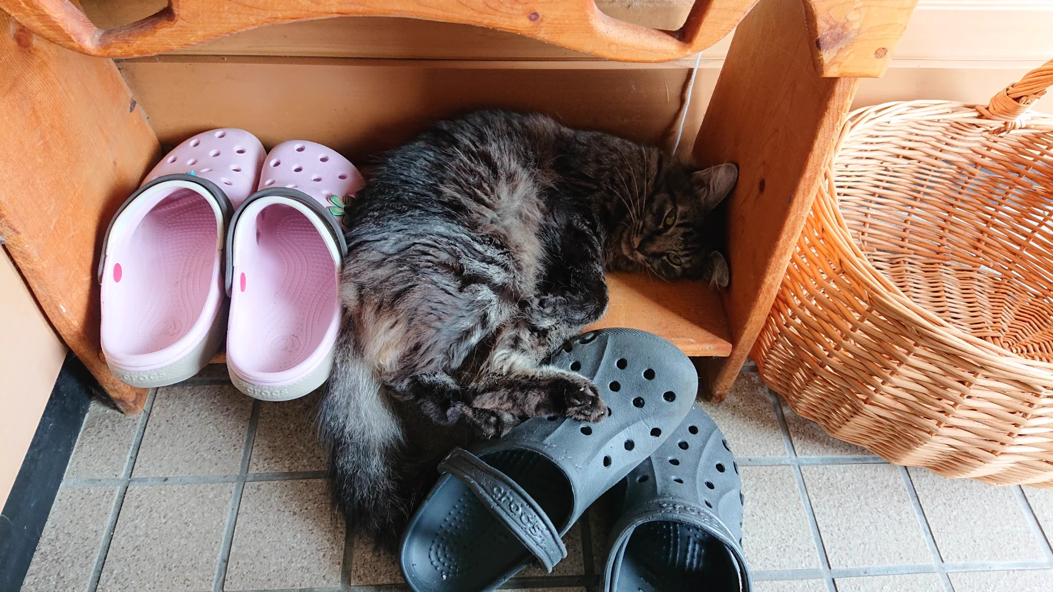 @vriGOpzvmMRE5Dv わざわざ靴をどかして自分が入り込む我が家のねこさま 