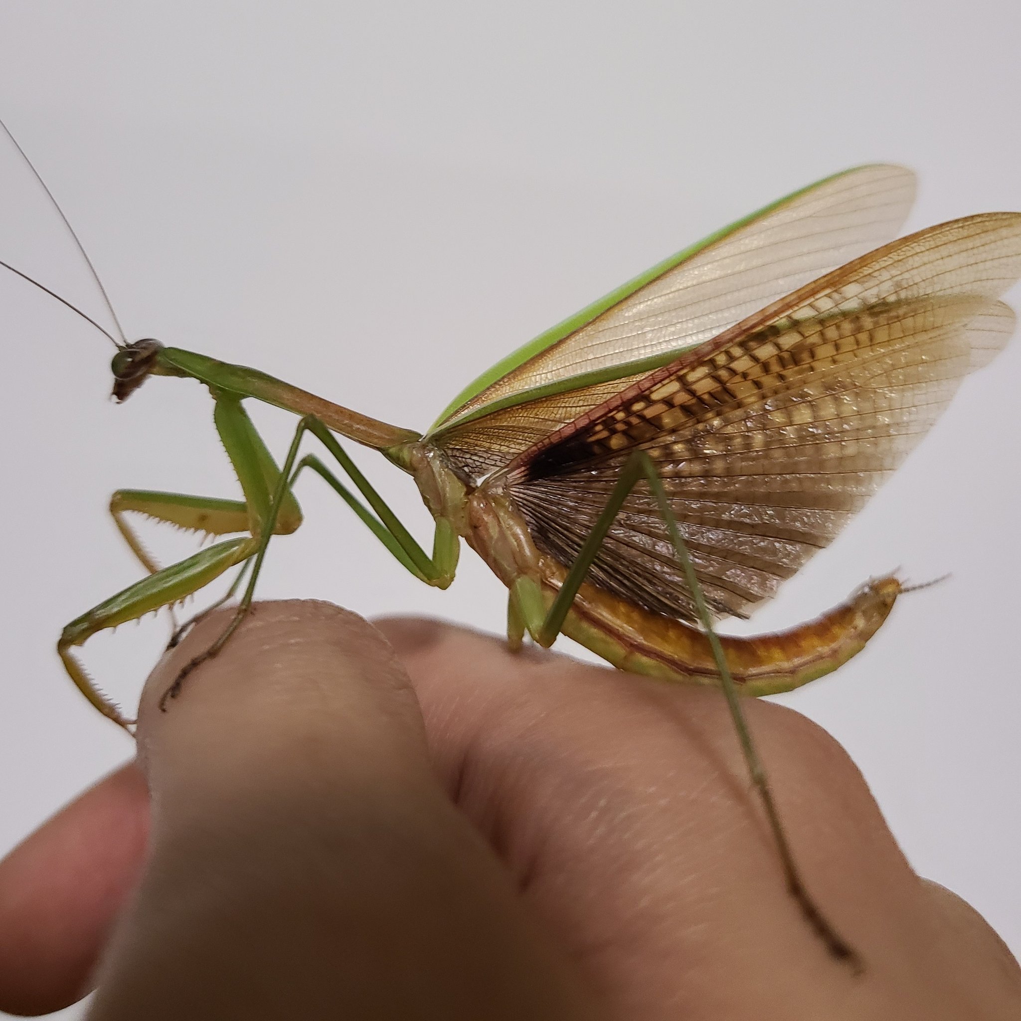 تويتر 虫好きモロ カマキリを愛する者 على تويتر 翅を広げるオオカマキリのオス 威嚇ポーズはせずに 翅だけ広げているというのも かなりカッコいいですね T Co 7ugjdn9jsj