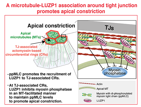 embojournal's tweet photo. Sachiko Tsukita, Atsushi Tamura et al @osaka_univ_e identify neural tube-closure regulator #LUZP1 as #microtubule-associated driver of #epithelial cell apical constriction around #tightjunctions
https://t.co/QW9SFHTykZ https://t.co/RCSUNMey2x